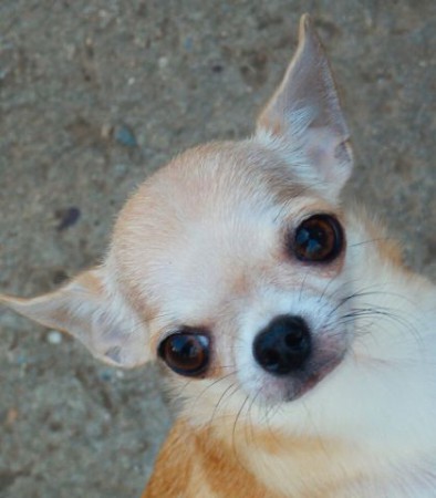 Simpatic Life Sweet Candy